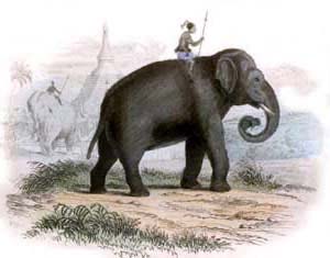 EL ELEFANTE